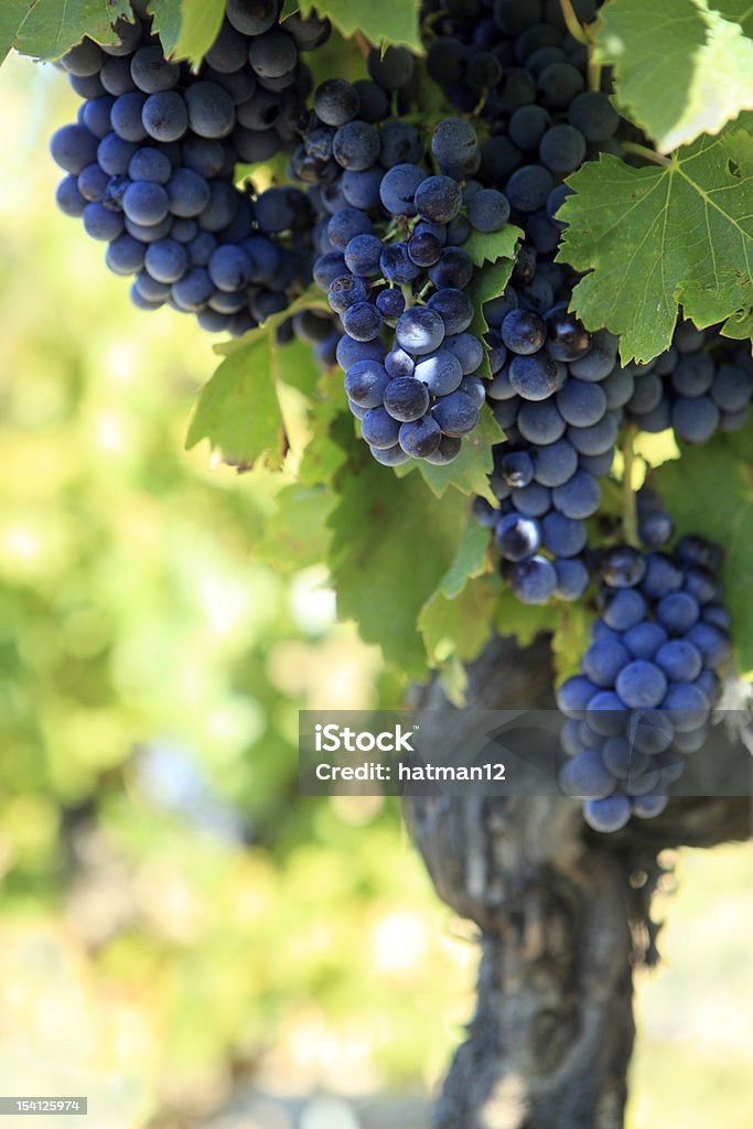 Vinho tinto com uvas de cultivo em uma vinícola. - Foto de stock de Vinhedo royalty-free