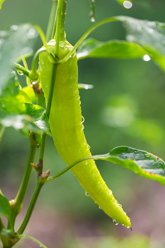 Backyard vegetable garden - Banana pepper plant with morning water droplets in small backyard garden.