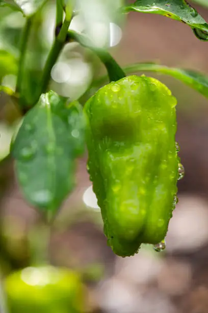 Backyard vegetable garden - Cajun bell pepper plant with morning water droplets in small backyard garden.