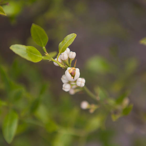 istock Flowering bud of lemon plant. 154126319