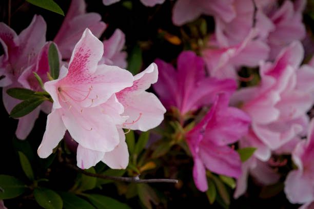 화려한 분홍색 진달래가 물방울 점선 꽃잎으로 피어납니다 - polk a dot 뉴스 사진 이미지
