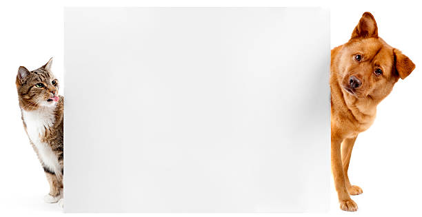 istock Cat and dog banner 154126482