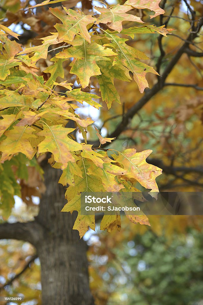 Żółty Oak liście - Zbiór zdjęć royalty-free (Bez ludzi)