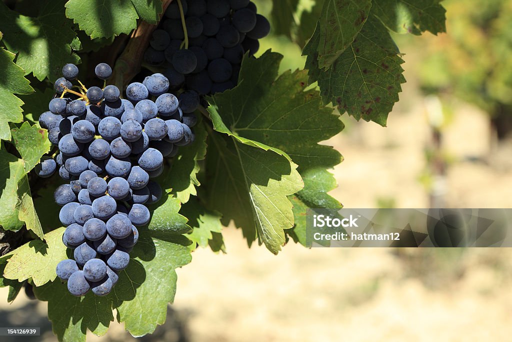 Crescente Vermelho vinho de uvas em uma vinha - Royalty-free Bordeaux Wine Foto de stock