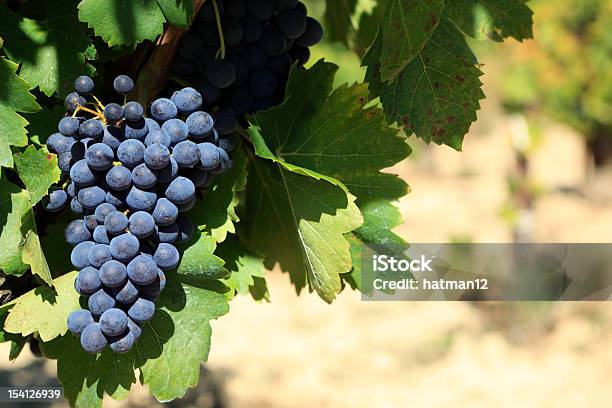Crescente Vermelho Vinho De Uvas Em Uma Vinha - Fotografias de stock e mais imagens de Bordeaux Wine - Bordeaux Wine, França, Uva