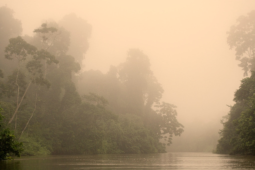 Rainforest and the Pastasa River in the South East region of Ecuador, South America, The trees of the rainforest offer a partial solution to the sequestration of carbon dioxide