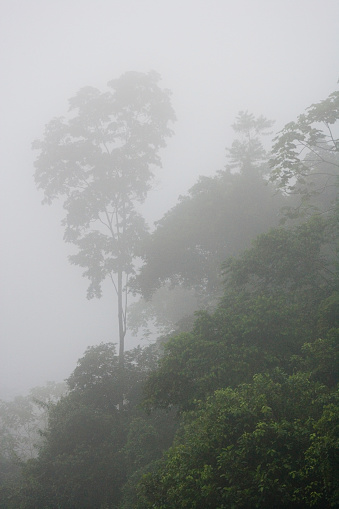 Trees in the rainforest of the Upper Amazon near the Pastasa River, Ecuador,  South America
