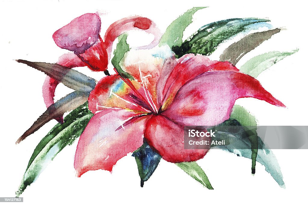 Lily fleurs, de l'aquarelle illustration - Illustration de Aquarelle libre de droits