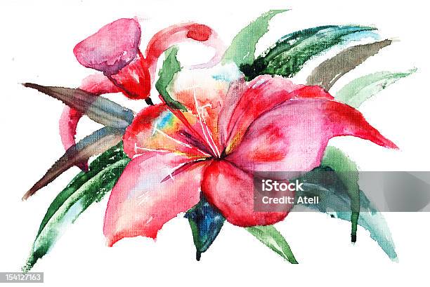 Lily Flores Ilustração Em Aquarela - Arte vetorial de stock e mais imagens de Cabeça de Flor - Cabeça de Flor, Cor de rosa, Flor