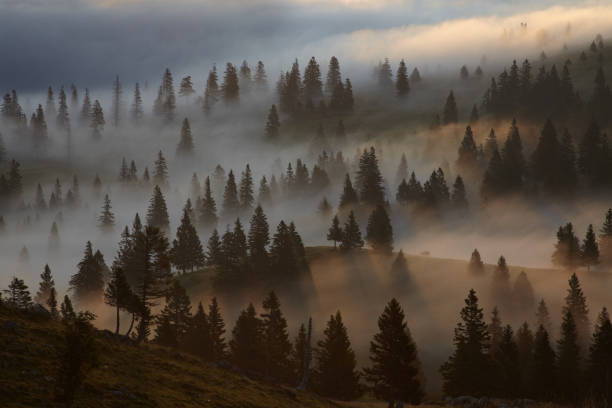 istock Mistic Foggy Morning 154127164