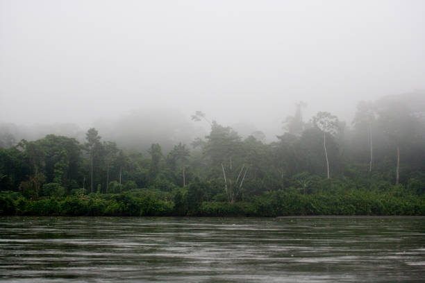 Trees in the rainforest of the Upper Amazon near the Pastasa River, Ecuador,  South America