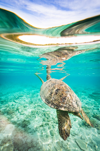 Underwater view of a sea turtle swimming in the crystal clear waters of Zamami island in the Kerama island chain.