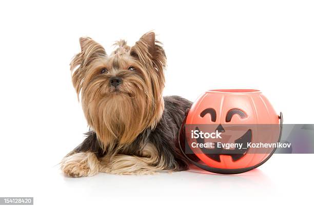 Yorkshire Terrier With Halloween Pumpkin Studio Shot On White Background Stock Photo - Download Image Now