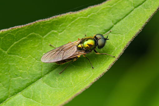 Adult male of Chloromyia formosa soldier fly sitting on a green leaf