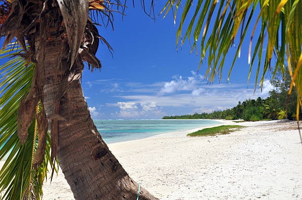 istock Palm tree on the beach - Aitutaki, Cook Islands 154131324