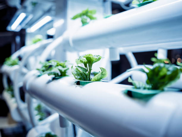 istock Racks with young microgreens in pots under led lamps in hydroponics vertical farms. 1541329505