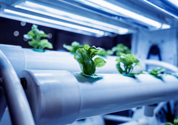 istock Racks with young microgreens in pots under led lamps in hydroponics vertical farms. 1541333324
