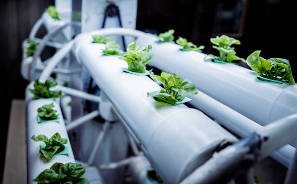 istock Racks with young microgreens in pots under led lamps in hydroponics vertical farms. 1541344282