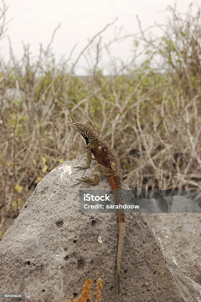 Lava lizard sitzt auf einem Felsen - Lizenzfrei Echse Stock-Foto