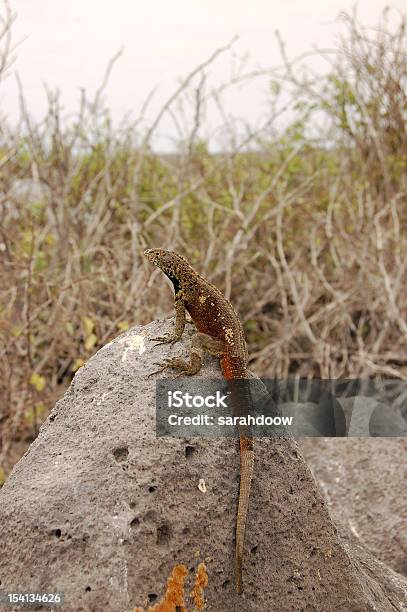 Lava Lizard Sitzt Auf Einem Felsen Stockfoto und mehr Bilder von Echse - Echse, Fels, Fotografie