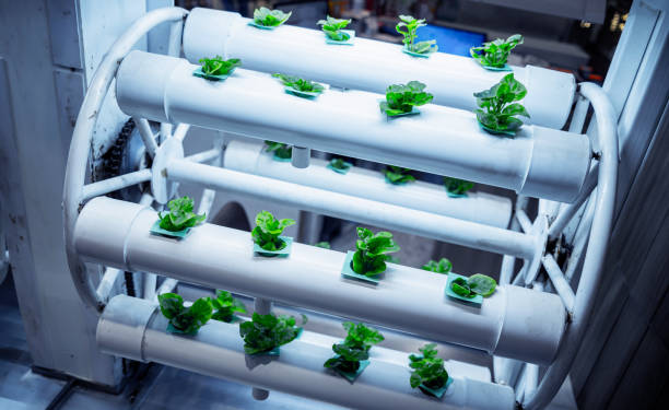 istock Racks with young microgreens in pots under led lamps in hydroponics vertical farms. 1541346880