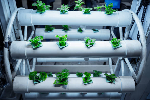 istock Racks with young microgreens in pots under led lamps in hydroponics vertical farms. 1541350078
