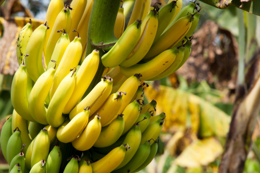 banana, fresh yellow fruit on tree at farmland