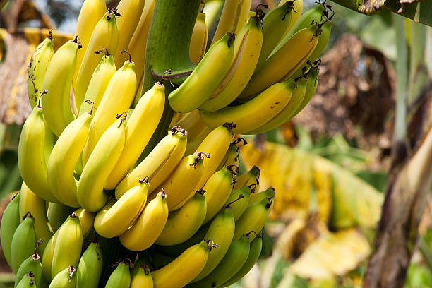 Bananas in various stages of ripeness growing on a tree banana, fresh yellow fruit on tree at farmland banana stock pictures, royalty-free photos & images