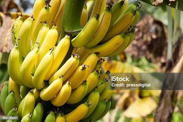 Bananas In Various Stages Of Ripeness Growing On A Tree Stock Photo - Download Image Now