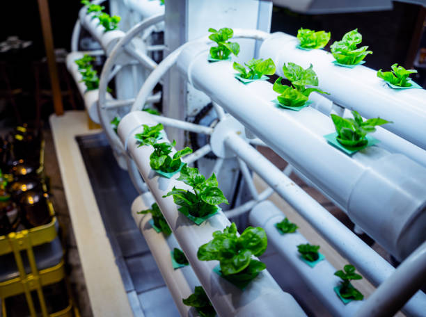 istock Racks with young microgreens in pots under led lamps in hydroponics vertical farms. 1541356281