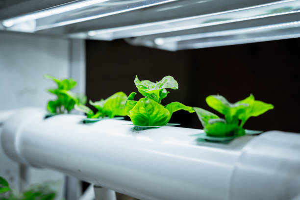 istock Racks with young microgreens in pots under led lamps in hydroponics vertical farms. 1541357306