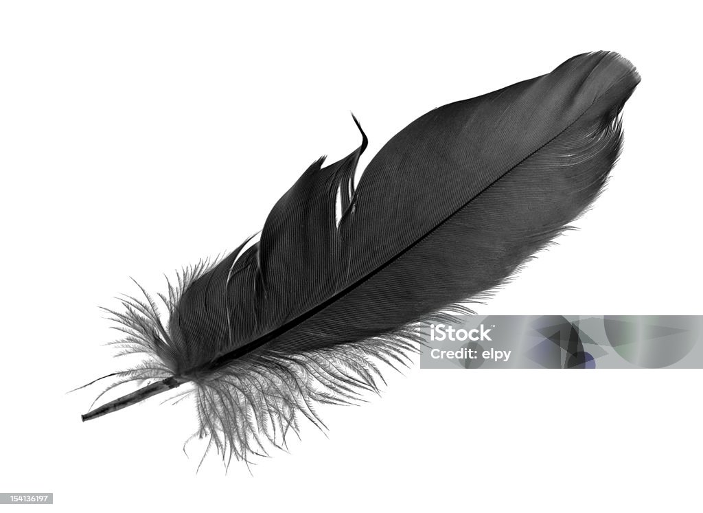 Black feather on white background macro, isolated Feather Stock Photo