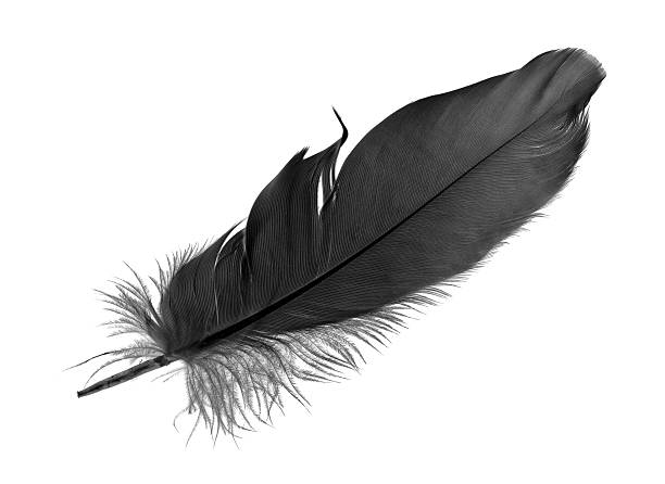 298,700+ Black Feathers Stock Photos, Pictures & Royalty-Free Images -  iStock