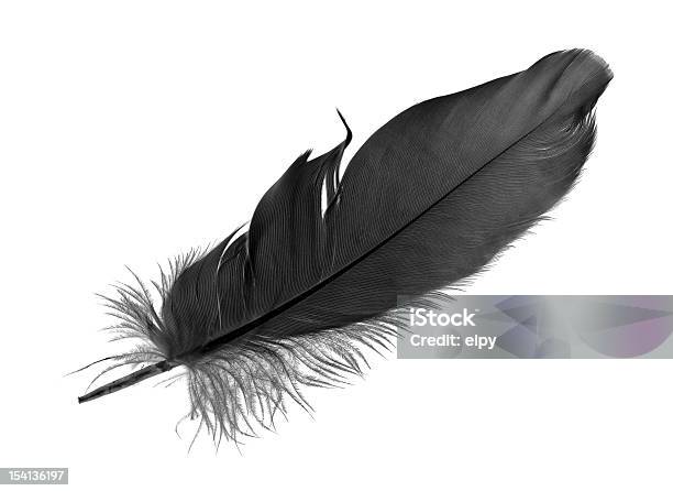 Black Feather On White Background Stock Photo - Download Image Now - Feather, Black Color, Black Swan