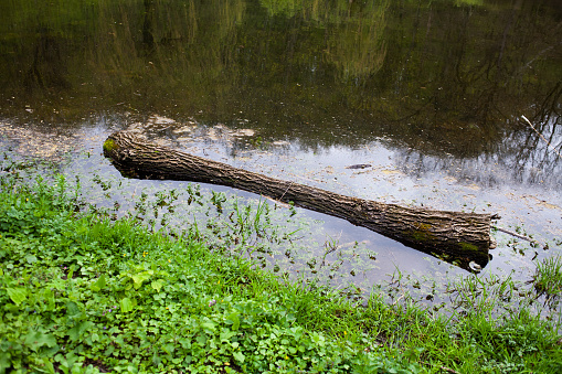fallen tree in lake in the spring forest