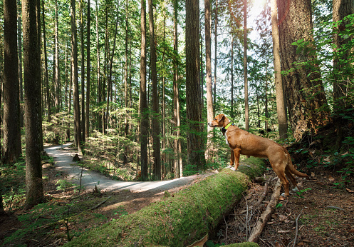 Summer dog walking and hiking in rainforest. Dog looking at something intensely. Outdoor safety for dogs in forest. Female Harrier mix. Selective focus.