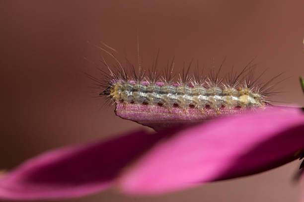 Caterpillar on pink flower Caterpilllar on a pink flower butterfly hamearis lucina stock pictures, royalty-free photos & images
