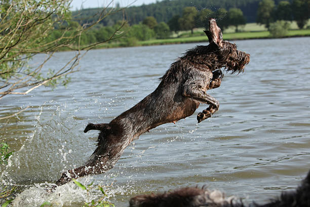 spinone italiano - italian spinone zdjęcia i obrazy z banku zdjęć