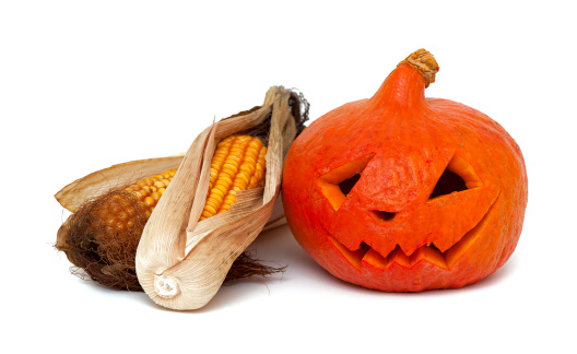 angry pumpkin and dired corn cobs on white background.