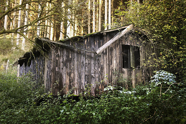 old spooky cabin in the forest stock photo