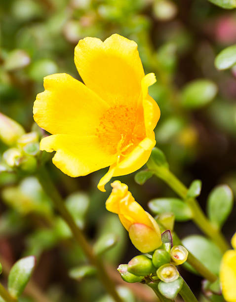 istock Yellow Portulaca flowers 154137924