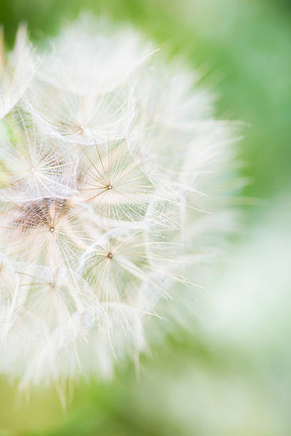 istock Closeup of flower head with fluffy seeds 154138041
