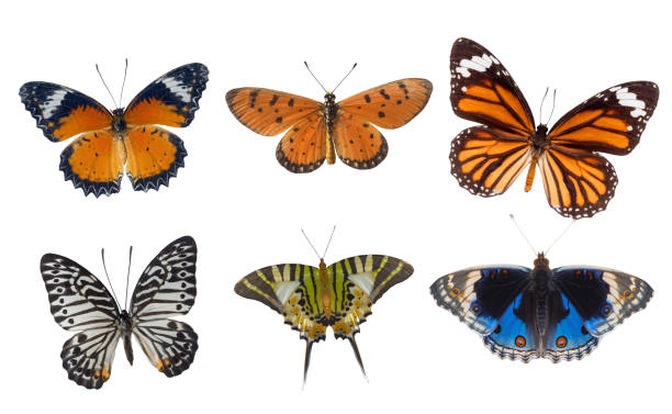 istock Group of beautiful butterflies isolated on white background 1541383572