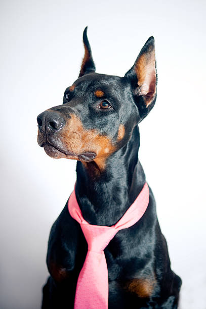 istock Doberman wearing pink tie 154138402