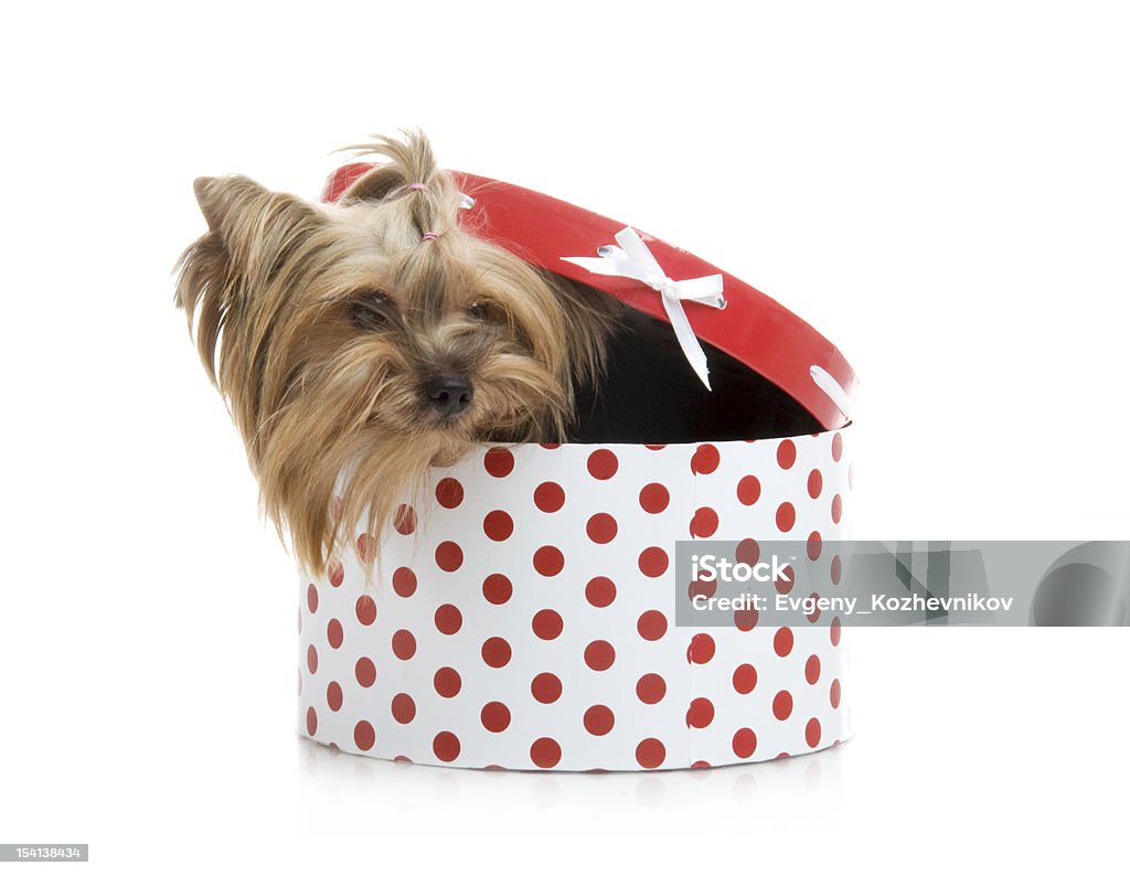 Yorkshire Terrier em presente-caixa, Foto de estúdio em fundo branco - Foto de stock de Animal royalty-free