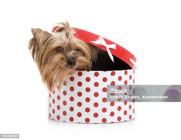 Foto de Yorkshire Terrier Em Presentecaixa Foto De Estúdio Em Fundo Branco e mais fotos de stock de Animal