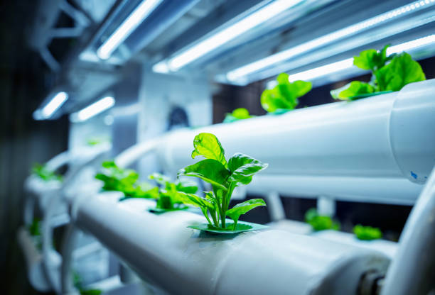 istock Racks with young microgreens in pots under led lamps in hydroponics vertical farms. 1541385133