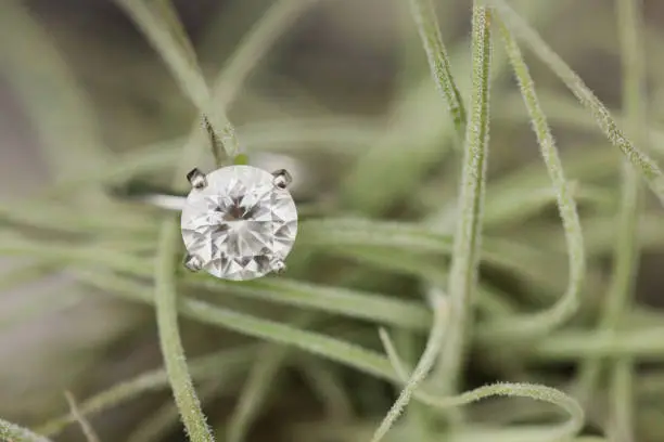 Photo of A Large Round Diamond Engagement Ring Set in White Gold Nestled Within a Delicate Air Plant Outdoors in Bright Natural Light