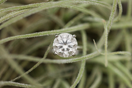 A Large Round Diamond Engagement Ring Set in White Gold Nestled Within a Delicate Air Plant Outdoors in Bright Natural Light.