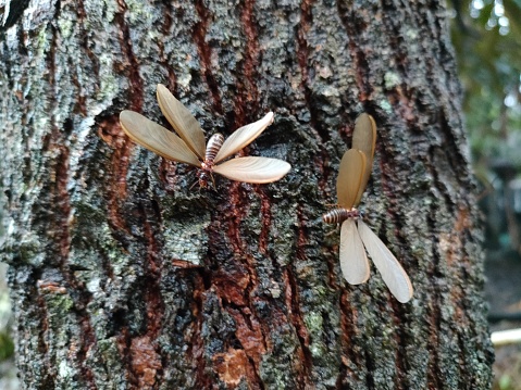 Two moths are perched on a tree trunk. At first glance, the texture of tree trunks looks very old school, but also charming. the tree trunk is a little wet, so the moths are happy to make a foothold.